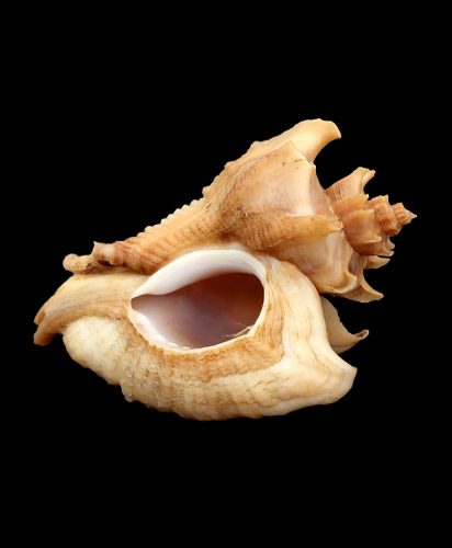 Азиатская устричная дрель Ocenebra inornata Récluz, 1851